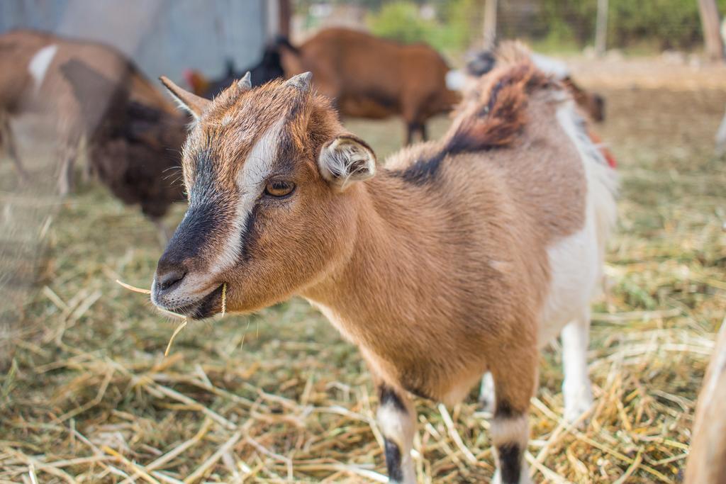 Agriturismo Casa Marmida Pardu Atzei Eksteriør bilde